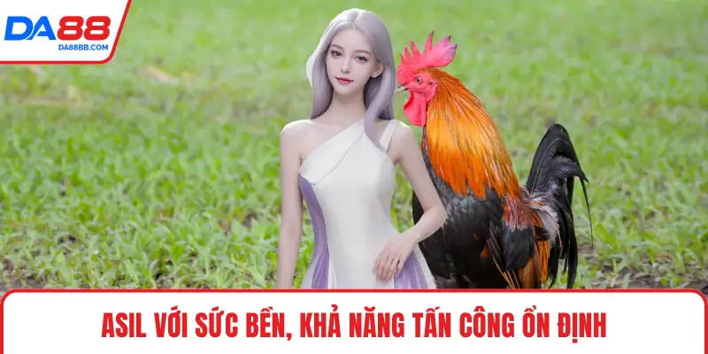Đá Gà Thomo - Những Quy Tắc Quan Trọng Khi Vào Trận - Mavon