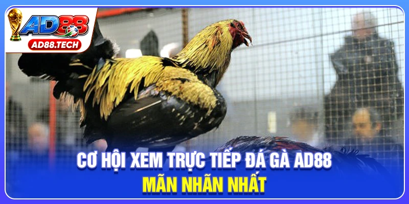 Đá Gà AD88: Livestream Sắc Nét, Kèo Cược Đa Dạng - Mavon