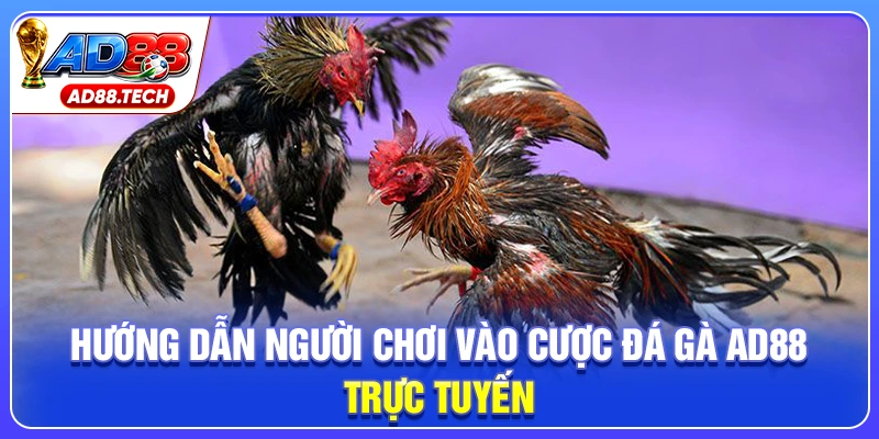 Đá Gà AD88: Livestream Sắc Nét, Kèo Cược Đa Dạng - Mavon