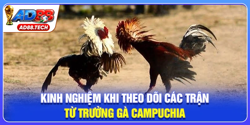 Trường Gà Campuchia: Kinh Nghiệm Chốt Kèo Hiệu Quả - Mavon