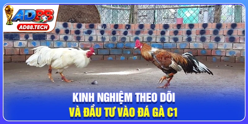 Đá Gà C1 – Trực Tiếp Lịch Thi Đấu Và Kết Quả Mới Nhất - Mavon