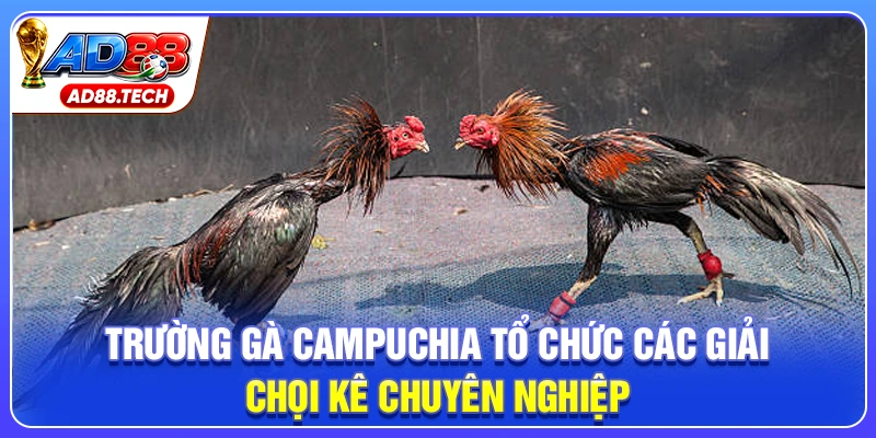 Trường Gà Campuchia: Kinh Nghiệm Chốt Kèo Hiệu Quả - Mavon