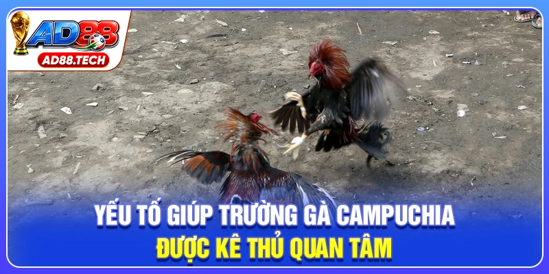 Trường Gà Campuchia: Kinh Nghiệm Chốt Kèo Hiệu Quả - Mavon